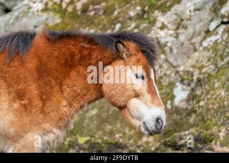 Gotland russ oder Gotland Pony Horse ist eine alte schwedische Pony Rasse. Stockfoto