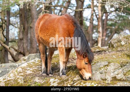Gotland russ oder Gotland Pony Horse ist eine alte schwedische Pony Rasse. Stockfoto