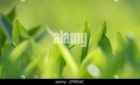 Bärlauch-Ramson-Blätter auf dem Sommerbett im Frühling, Frühlingsszene. Stockfoto