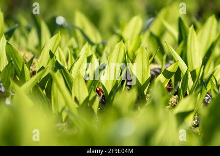 Bärlauch-Ramson-Blätter auf dem Sommerbett im Frühling, Frühlingsszene. Stockfoto