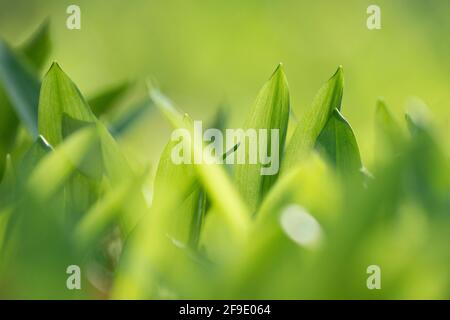 Bärlauch-Ramson-Blätter auf dem Sommerbett im Frühling, Frühlingsszene. Stockfoto