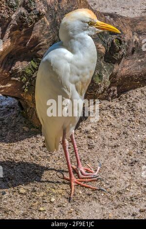 Bunte Weiße Rinderreiher Florida Bubulcus Ibis Stockfoto