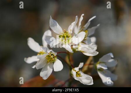 Nahaufnahme der weißen Blüten der Felsenbirne in Feder Stockfoto