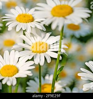 Blühende Marguerite, Leucanthemum, im Frühjahr Stockfoto