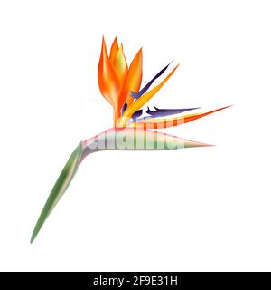 Strelitzia reginae blüht. Strelitzia (Paradiesvögel) Blume isoliert auf weißem Hintergrund. Frische tropische Blume. Exotische Flora, botanische Pflanze mit Stock Vektor