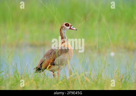 Ägyptische Gans, Alopochen aegyptiaca, afrikanischer Vogel mit rotem Schnabel, der im grünen Gras sitzt. Tier im Habitat, Okavango Delta, Moremi, Botswana. Wild Stockfoto