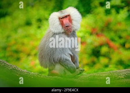Makaken, Macaca arctoides, Affe aus Thailand, Asien. Rotgesicht Tier auf Stein im Tropenwald. Affe im Lebensraum, grün ve Stockfoto