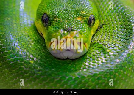 Grüner Baumpython, Morelia viridis, Schlange aus Indonesien, Neuguinea. Detail Kopf Porträt der Schlange, im Wald. Reptil im Waldlebensraum. Wil Stockfoto