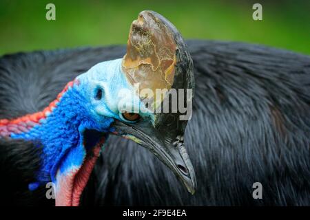 Detailportrait der südlichen Soutane, Casuarius casuarius, bekannt als doppelwattelte Soutane. Australischer großer Waldvögel aus Papua-Neuguinea. Stockfoto