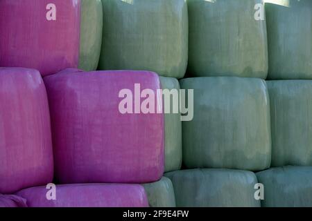 Eine Nahaufnahme von Silageballen, die in rosa und grünen Polyethylen gehüllt sind, Auvergne Rhone Alpes, Frankreich Stockfoto