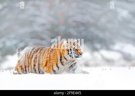 Sibirischer Tiger, der im Schnee läuft. Winterszene mit Amur Tiger. Tierwelt aus der Natur auf der Taiga, Russland. Große Gefahr Tier in schneebedecktem Zustand. Stockfoto