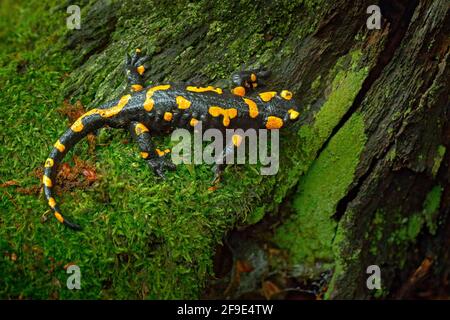 Feuersalamander, gefleckte Amphibien auf dem Baumstamm mit grünem Moos. Schwarzes Tier mit gelben Flecken. Tier im Wald Lebensraum. Stockfoto