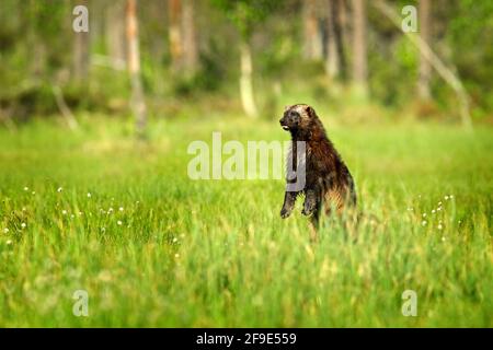 Wolverine steht in der finnischen Taiga. Wildlife-Szene aus der Natur. Seltenes Tier aus Nordeuropa. Wilder Vielfraß im Sommer grünes Baumwollgras. Tier Stockfoto