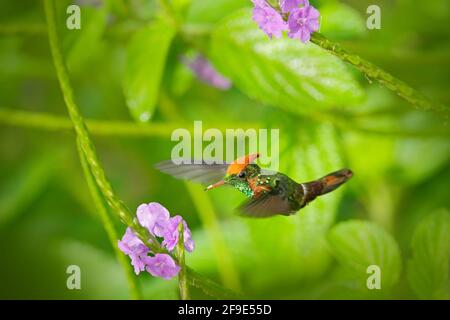 Getuftete Coquette, ein farbenfroher Kolibri mit orangefarbenem Wappen und Kragen im Lebensraum der grünen und violetten Blüten. Vogel fliegt neben rosa Blume, klar gre Stockfoto