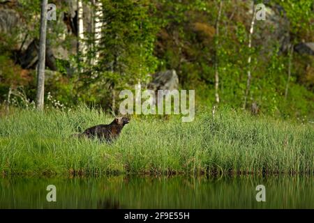 Wolverine in der finnischen Taiga laufen. Wildlife-Szene aus der Natur. Seltenes Tier aus Nordeuropa. Wilde Vielfraß im Sommer Baumwollgras. Aninal behave Stockfoto