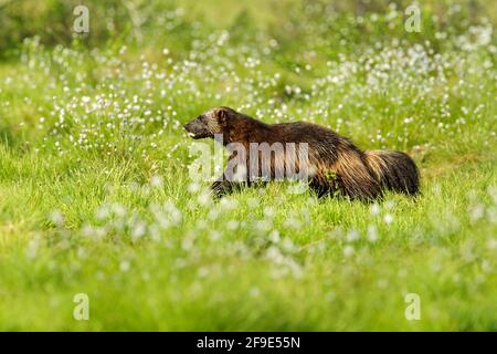 Wolverine in der finnischen Taiga laufen. Wildlife-Szene aus der Natur. Seltenes Tier aus Nordeuropa. Wilde Vielfraß im Sommer Baumwollgras. Aninal behave Stockfoto