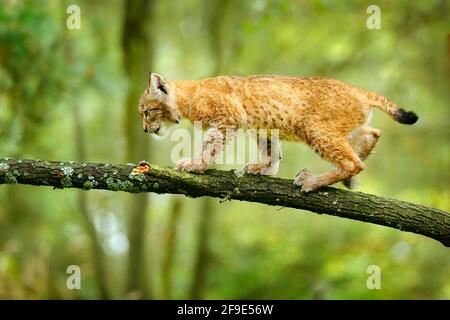 Junger Luchs im grünen Wald, auf dem Ast spazieren. Wildlife-Szene aus der Natur. Wanderbarer eurasischer Luchs, Tierverhalten im Lebensraum. Jungtier der Wildkatze f Stockfoto