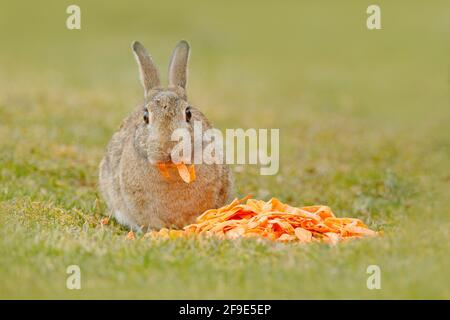 Niedliches Kaninchen mit oranger Karotte, das zu Ostern im Gras sitzt. Wildlife-Szene aus der Natur. Säugetier fütterndes Gemüse auf der Frühlingswiese. Tier b Stockfoto