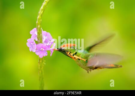 Getuftete Coquette, ein farbenfroher Kolibri mit orangefarbenem Wappen und Kragen im Lebensraum der grünen und violetten Blüten. Vogel fliegt neben rosa Blume, klar gre Stockfoto