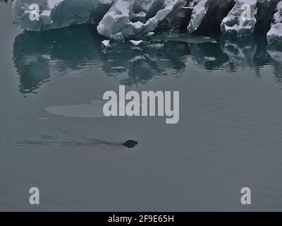 Schwimmende Hafenrobbe (phoca vitulina) in ruhigem Wasser zwischen schwimmenden Eisbergen der berühmten Gletscherlagune Jökulsárlón im Süden Islands im Winter. Stockfoto