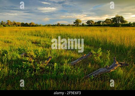 Abend auf der Grasstraße in Savanne, Moremi, Okavango Delta in Botswana, Afrika. Sonnenuntergang in afrikanischer Natur. Goldenes Gras mit Wald. Wunderschöne Länder Stockfoto