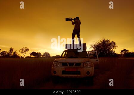 Photogrqapher mit großem Teleobjektiv in der afrikanischen Savanne, Moremi, Okavango Delta, Afrika. Orangefarbener Abend auf Safari. Mann, der auf dem Auto auf dem Th steht Stockfoto