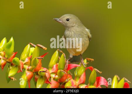 Hochglanz-Blütenpiercer, Diglossa lafresnayii, Weibchen, Vogel mit geschwungenem Schnabel auf der orangeroten Blume sitzend, Naturlebensraum, exotisches Tier aus Costa R Stockfoto