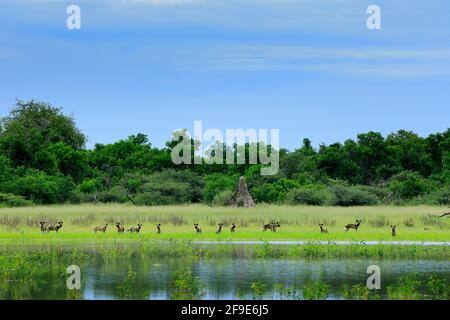 Pack von Wildhunden Jagd in Botswana. Wildtierszene aus Afrika, Moremi, Okavango Delta. Tierverhalten, Gruppenstolz auf afrikanische Wildhunde in der Nähe der Stockfoto