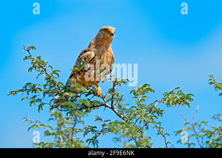 Weißaugen-Turmfalken, Falco rupicoloides, sitzen auf dem Baum Ast mit blauem Himmel, Moremi, Okavango Delta, Botswana, Afrika. Greifvögel in Stockfoto