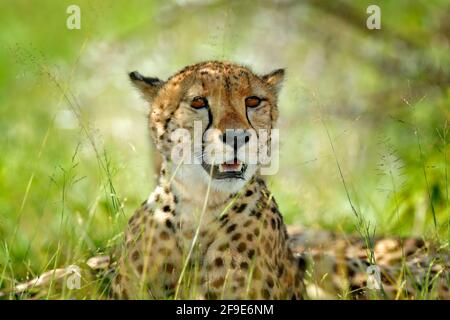 Gepard, Acinonyx jubatus, Detailportrait der Wildkatze. Das schnellste Säugetier des Landes, Nxai Pan National Park, Botswana. Wildlife-Szene aus afrikanischem Natu Stockfoto