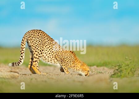 Cheetah Trinkwasser auf der Straße. Gepard im Gras, blauer Himmel mit Wolken. Gefleckte Wildkatze in Naturlebensraum. Wildtierszene aus der Natur, Okavango Delta Stockfoto