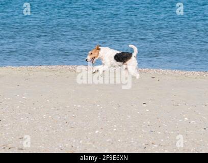 Ein glücklicher Fox Terrier Hund läuft und spielt auf dem Strand Stockfoto
