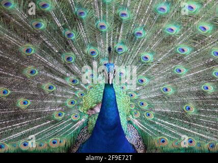 Pfauenmännchen zeigt seine Federn, indem er seinen Schwanz ausbreitet. Stockfoto