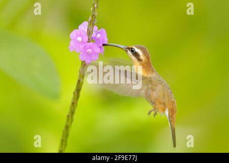 Kleiner Einsiedler, Phaethornis longuemareus Kolibri mit orangefarbenem Kamm und Kragen im grünen und violetten Blütenhabitat. Vogel, der neben dem rosafarbenen Fluss fliegt Stockfoto