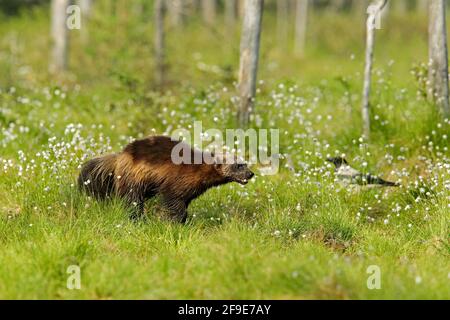 Wolverine in der finnischen Taiga laufen. Wildlife-Szene aus der Natur. Seltenes Tier aus Nordeuropa. Wilde Vielfraß im Sommer Baumwollgras. Aninal behave Stockfoto