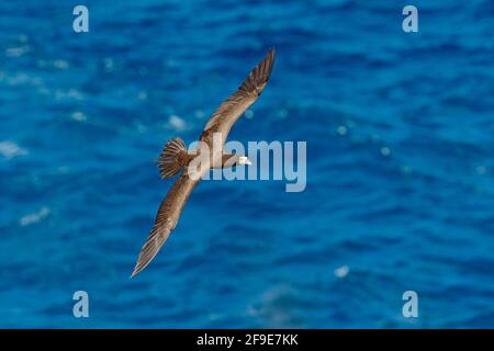 Fliegender Seevögel, Brauner Vogel, Sula leucogaster, mit dunkelblauem Meerwasser im Hintergrund, Little Tobago, Trinidad. Meer mit schönem Licht. Tier aus Stockfoto