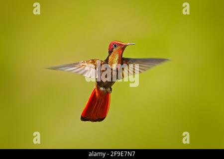 Kampf der roten Kolibris. Rot-gelber Ruby-Topaz Kolibri, Chrysolampis mosquitus, fliegend mit offenen Flügeln, Frontalansicht mit glänzend orangefarbenem Kopf, sp Stockfoto
