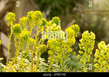 Ein blühendes Exemplar von Ephorbia Humpty Dumpty, das Anfang April in einem Gartencenter ausgestellt wurde. England GB Stockfoto
