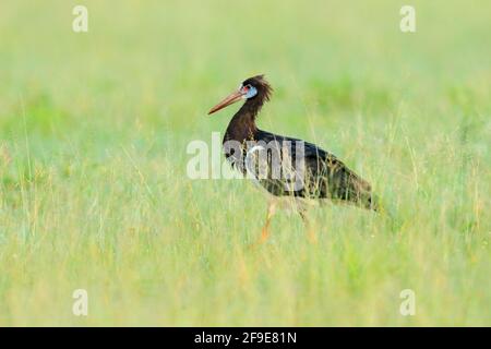 Abdim-Weißbauchstorch, Ciconia abdimii, der im Gras, Okavango-Delta, Moremi, Botswana, spaziert. Fluss mit Vogel in Afrika. Storch in der Natur marschieren Stockfoto