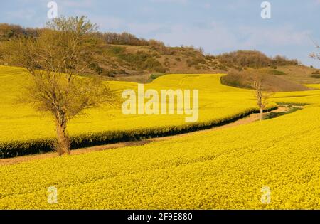 Gelb blühendes Colza-Feld in Südfrankreich, Aude am 17. April 2021. Foto von JMP/ABACAPRESS.COM Stockfoto