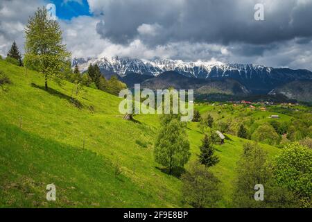 Erstaunliche Sommerlandschaft Landschaft mit grünen Feldern auf den Hängen und hohen schneebedeckten Piatra Craiului Berge im Hintergrund, Pestera Dorf, Transylvan Stockfoto