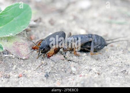 Larve des European Mole Cricket, Gryllotalpa gryllotalpa, auf sandigen Boden. Hohe Vergrößerung. Es ist ein häufiger Schädling in Gärten. Stockfoto