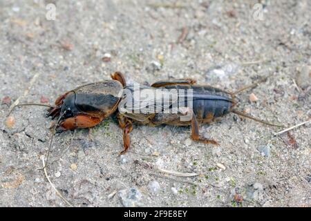 Erwachsener des European Mole Cricket, Gryllotalpa gryllotalpa, auf sandigen Böden. Hohe Vergrößerung. Es ist ein häufiger Schädling in Gärten. Stockfoto