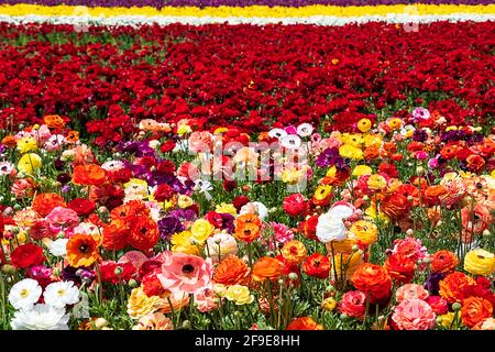 Reihen blühender Gartenbutterschalen in verschiedenen Farben auf einem landwirtschaftlichen Feld. Israel Stockfoto