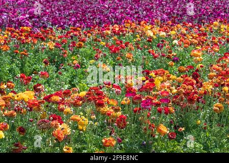 Reihen blühender Gartenbutterschalen in verschiedenen Farben auf einem landwirtschaftlichen Feld. Israel Stockfoto