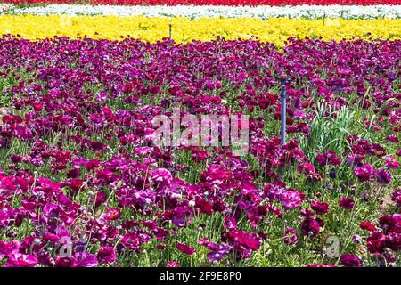 Reihen blühender Gartenbutterschalen in verschiedenen Farben auf einem landwirtschaftlichen Feld. Israel Stockfoto