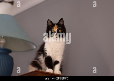 Süße Katze, Schildpatt und weiße Katze. Weibliche Lapjeskat. Calico Katze. Stockfoto