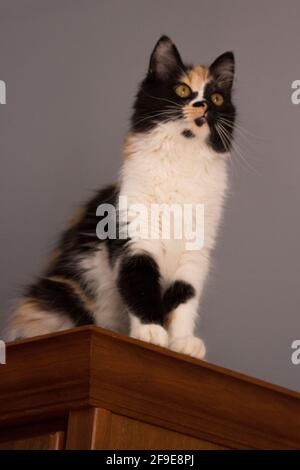 Süße Katze, Schildpatt und weiße Katze. Weibliche Lapjeskat. Calico Katze. Stockfoto