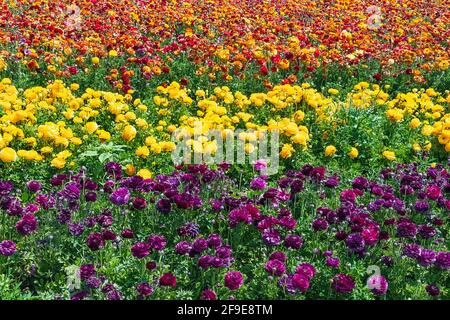 Reihen blühender Gartenbutterschalen in verschiedenen Farben auf einem landwirtschaftlichen Feld. Israel Stockfoto