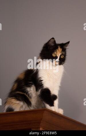 Süße Katze, Schildpatt und weiße Katze. Weibliche Lapjeskat. Calico Katze. Stockfoto